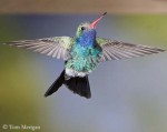 colibri-circe-male-vol3.jpg
